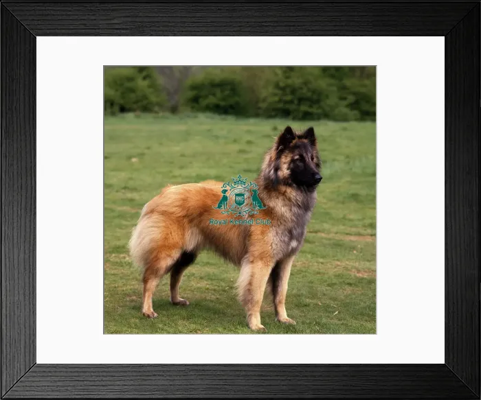 Framed Print : Belgian Shepherd Dog-Tervueren Framed Print : Belgian Shepherd Dog-Tervueren