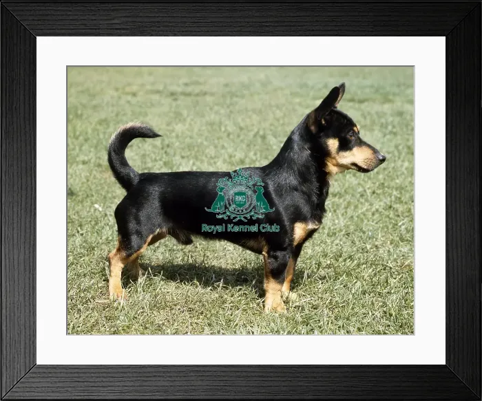 Framed Print : Lancashire Heeler Framed Print : Lancashire Heeler