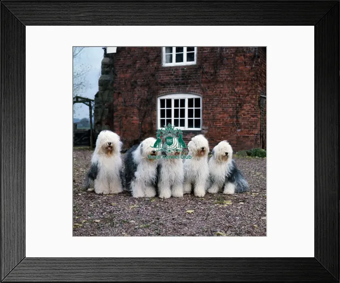 Framed Print : Old English Sheepdogs Framed Print : Old English Sheepdogs