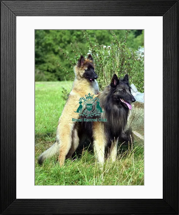 Framed Print : Belgian Shepherd Dog-Tervueren and puppy Framed Print : Belgian Shepherd Dog-Tervueren and puppy