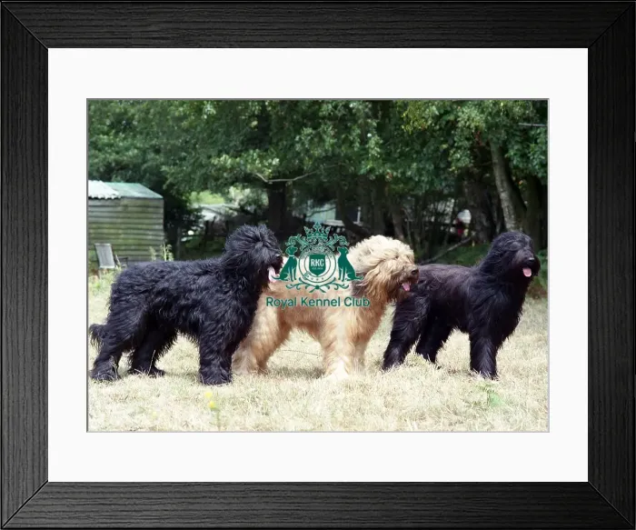 Framed Print : Briards Framed Print : Briards