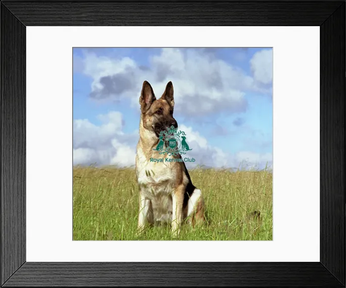 Framed Print : German Shepherd Dog Framed Print : German Shepherd Dog