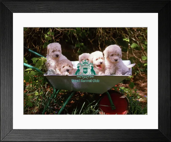 Framed Print : Komondor puppies Framed Print : Komondor puppies