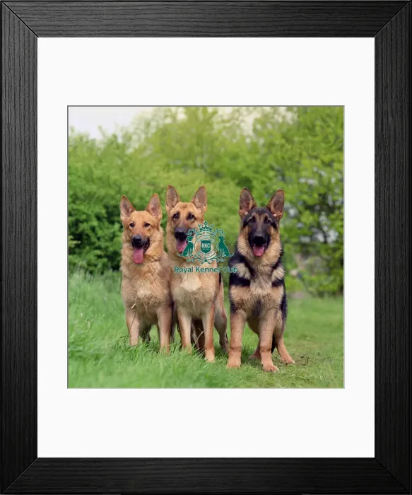 Framed Print : German Shepherd Dog Framed Print : German Shepherd Dog