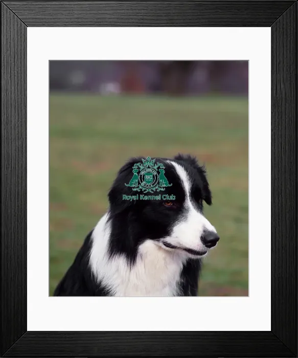 Framed Print : Border Collie Framed Print : Border Collie