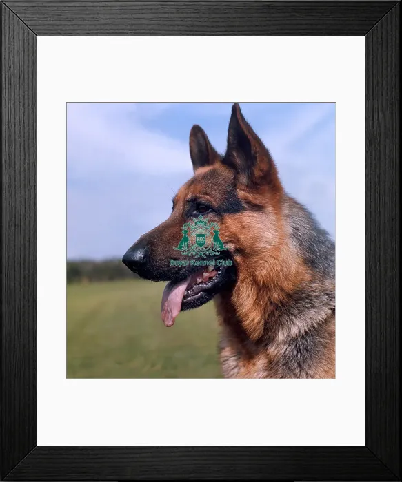 Framed Print : German Shepherd Dog Framed Print : German Shepherd Dog