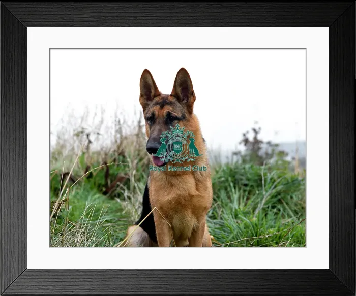 Framed Print : German Shepherd Dog Framed Print : German Shepherd Dog