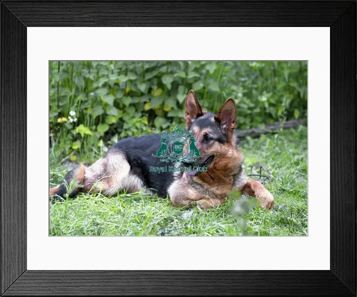 Framed Print : German Shepherd Dog Framed Print : German Shepherd Dog