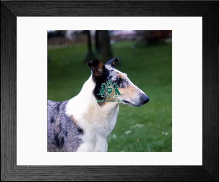 Framed Print : Collie (Smooth) Framed Print : Collie (Smooth)