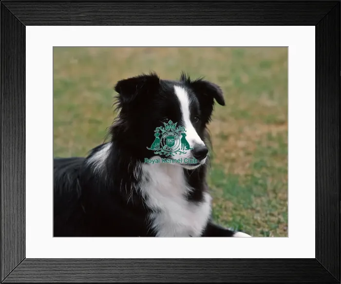 Framed Print : Border Collie Framed Print : Border Collie