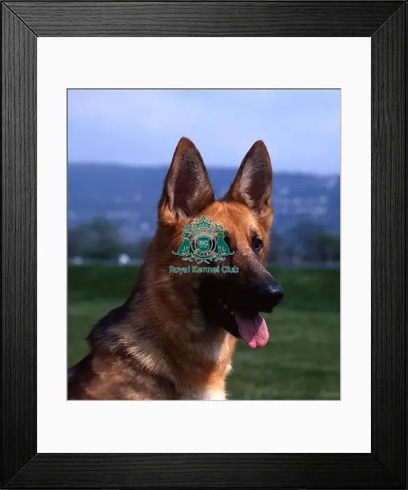 Framed Print : German Shepherd Dog Framed Print : German Shepherd Dog