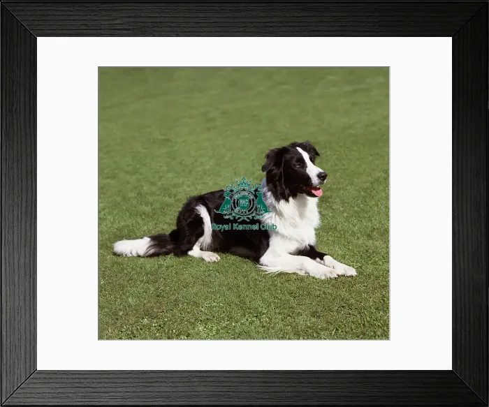 Framed Print : Border Collie Framed Print : Border Collie