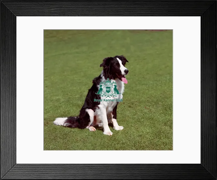 Framed Print : Border Collie Framed Print : Border Collie