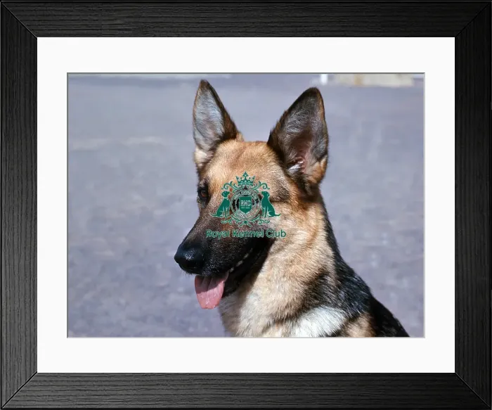 Framed Print : German Shepherd Dog