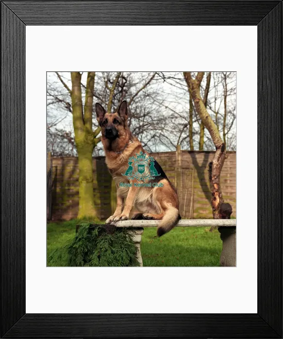 Framed Print : German Shepherd Dog Framed Print : German Shepherd Dog