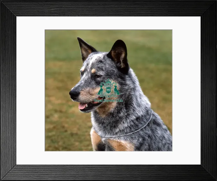 Framed Print : Australian Cattle Dog Framed Print : Australian Cattle Dog