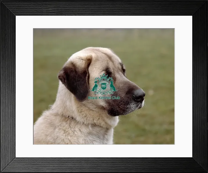 Framed Print : Anatolian Sheepdog Framed Print : Anatolian Sheepdog