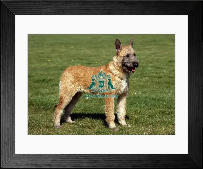 Framed Print : Belgian Shepherd Dog (Laekenois) Framed Print : Belgian Shepherd Dog (Laekenois)