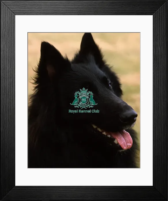 Framed Print : Belgian Shepherd Dog (Groenendael) Framed Print : Belgian Shepherd Dog (Groenendael)