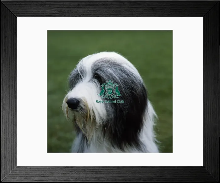 Framed Print : Bearded Collie Framed Print : Bearded Collie