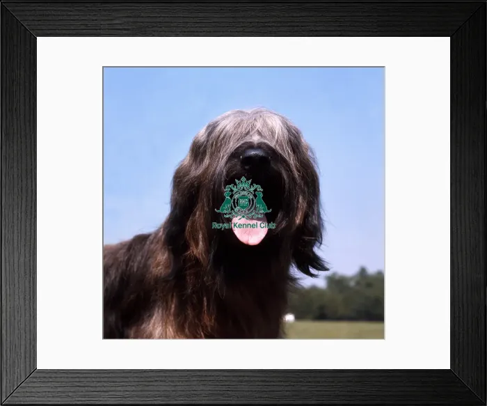 Framed Print : Briard Framed Print : Briard