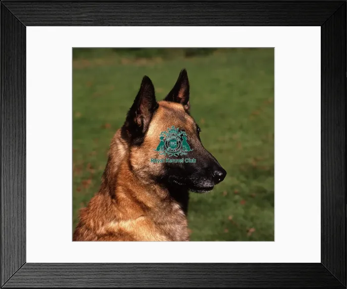 Framed Print : Belgian Shepherd Dog (Malinois) Framed Print : Belgian Shepherd Dog (Malinois)