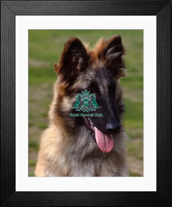 Framed Print : Belgian Shepherd Dog (Tervueren) Framed Print : Belgian Shepherd Dog (Tervueren)