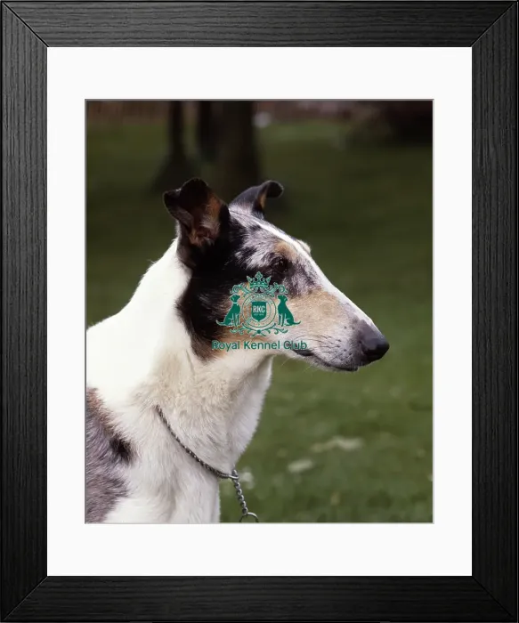 Framed Print : Collie (Smooth) Framed Print : Collie (Smooth)