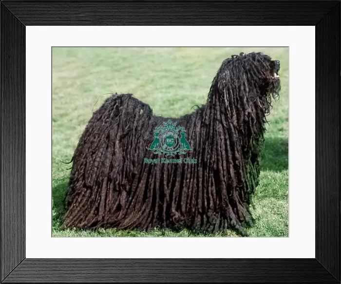 Framed Print : Hungarian Puli