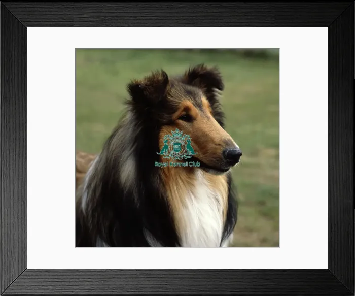 Framed Print : Collie (Rough) Framed Print : Collie (Rough)
