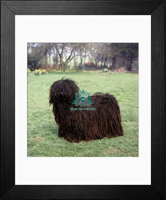 Framed Print : Hungarian Puli Framed Print : Hungarian Puli