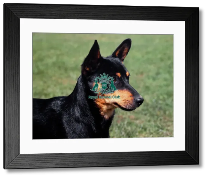 Framed Print : Lancashire Heeler