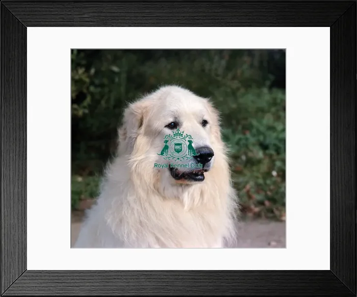 Framed Print : Maremma Sheepdog Framed Print : Maremma Sheepdog