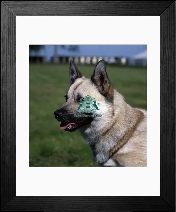 Framed Print : Norwegian Buhund