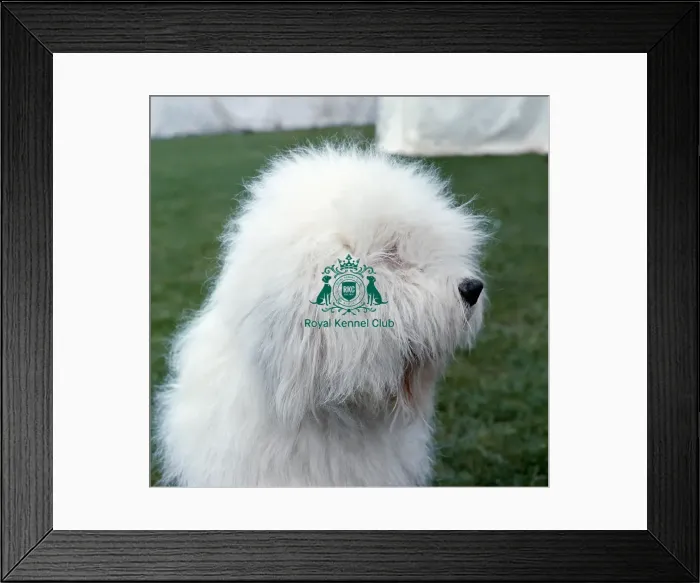 Framed Print : Old English Sheepdog Framed Print : Old English Sheepdog