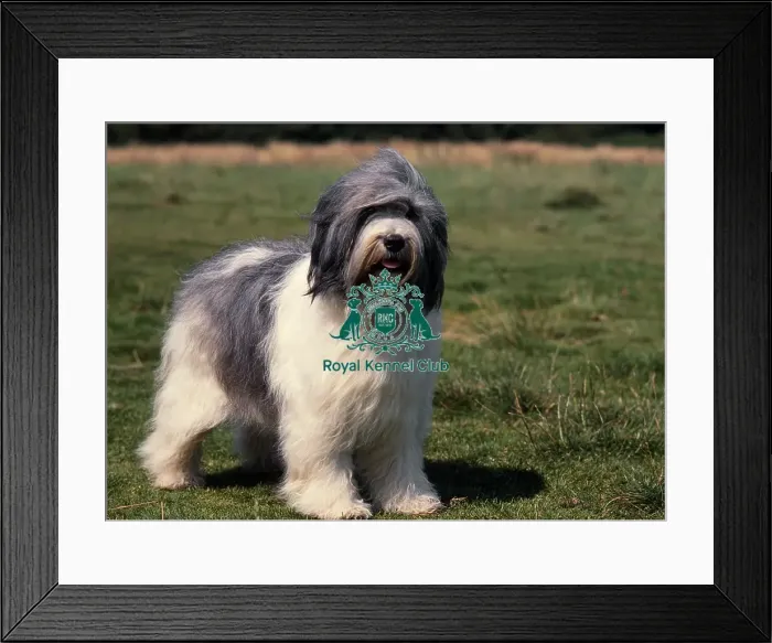 Framed Print : Polish Lowland Sheepdog Framed Print : Polish Lowland Sheepdog