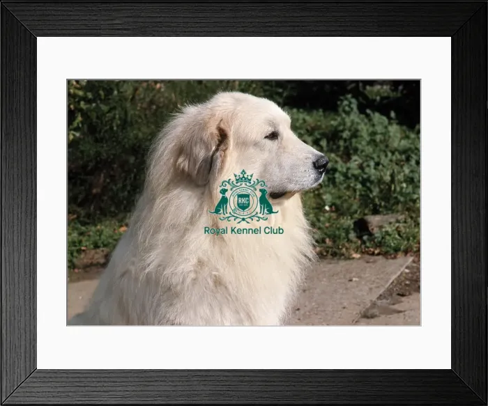 Framed Print : Pyrenean Mountain Dog