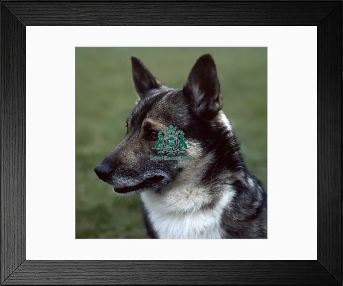 Framed Print : Swedish Vallhund Framed Print : Swedish Vallhund
