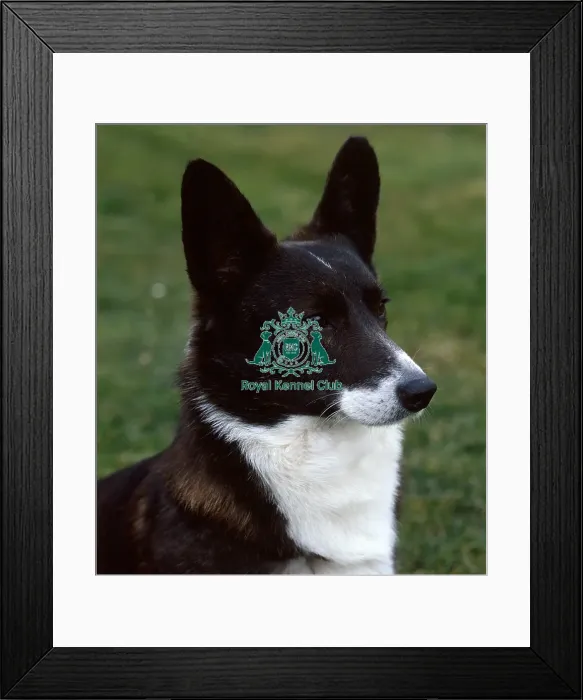 Framed Print : Welsh Corgi (Cardigan) Framed Print : Welsh Corgi (Cardigan)