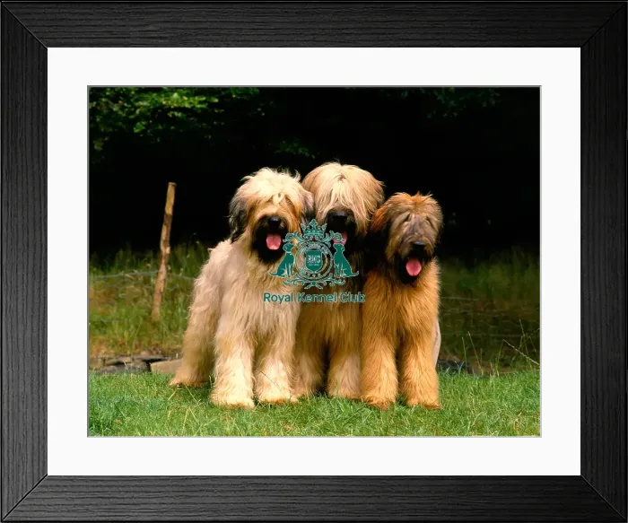 Framed Print : Briards