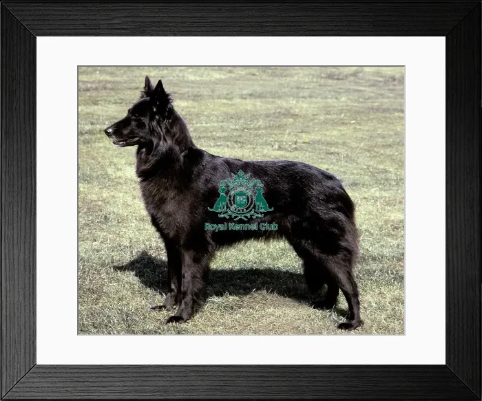 Framed Print : Belgian Shepherd Dog (Groenendael) Framed Print : Belgian Shepherd Dog (Groenendael)