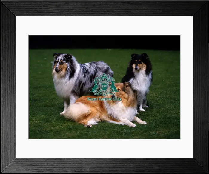 Framed Print : Collies (Rough) Framed Print : Collies (Rough)