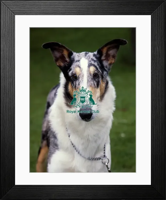 Framed Print : Collies (Smooth) Framed Print : Collies (Smooth)