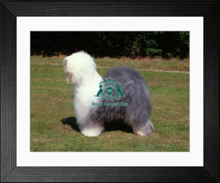 Framed Print : Old English Sheepdog Framed Print : Old English Sheepdog