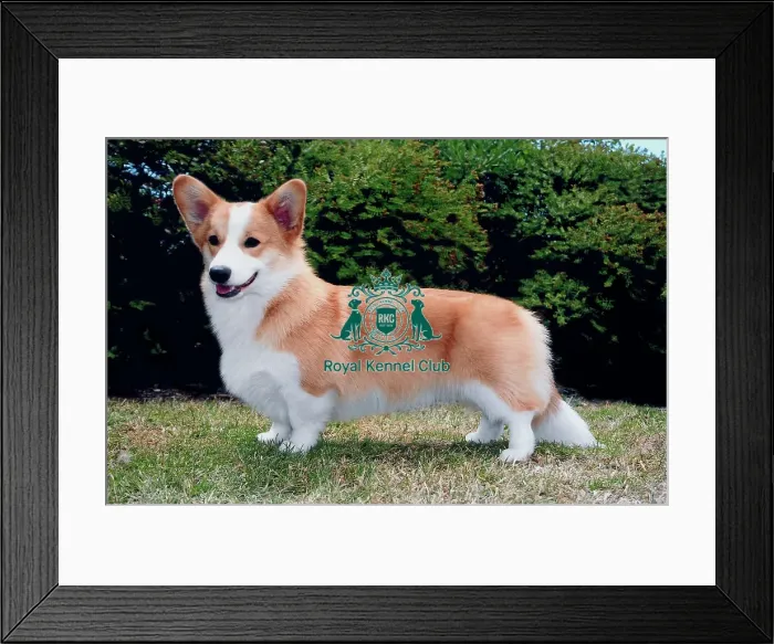 Framed Print : Welsh Corgi (Pembroke) Framed Print : Welsh Corgi (Pembroke)
