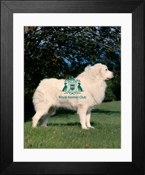 Framed Print : Pyrenean Mountain Dog Framed Print : Pyrenean Mountain Dog
