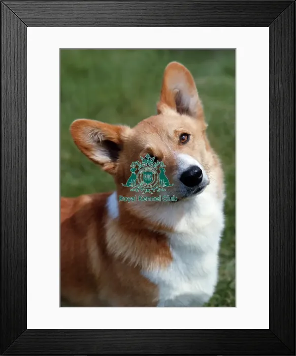 Framed Print : Welsh Corgi (Pembroke) Framed Print : Welsh Corgi (Pembroke)