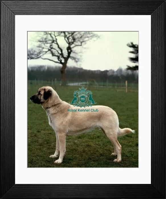 Framed Print : Anatolian Sheepdog Framed Print : Anatolian Sheepdog