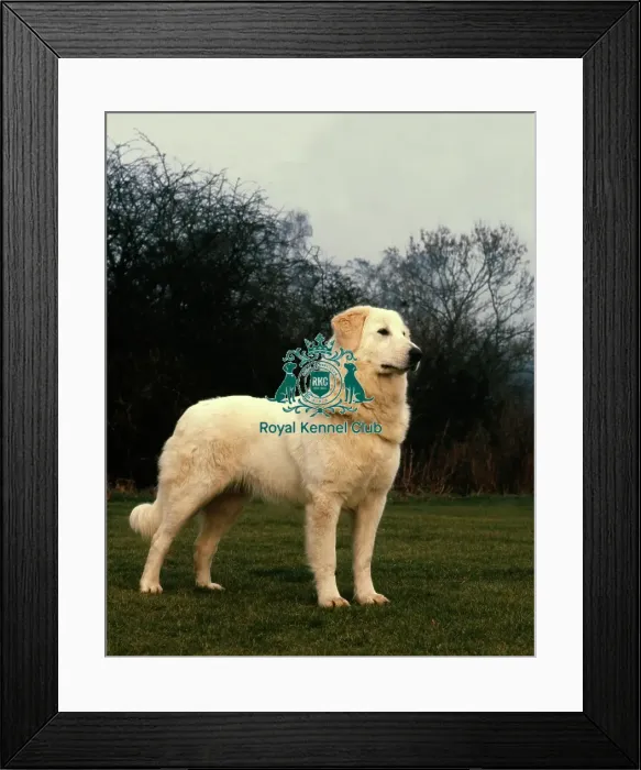 Framed Print : Maremma Sheepdog Framed Print : Maremma Sheepdog