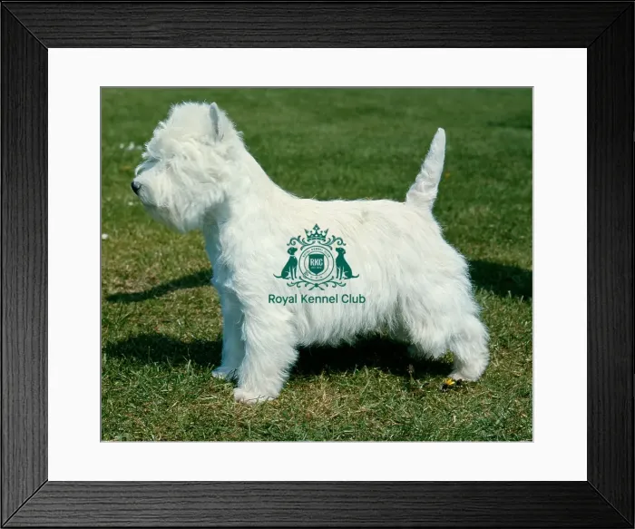 Framed Print : West Highland White Terrier Framed Print : West Highland White Terrier